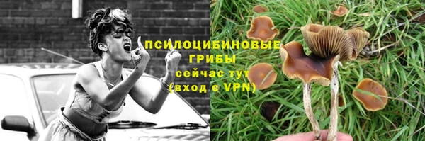 PSILOCYBIN Ростов